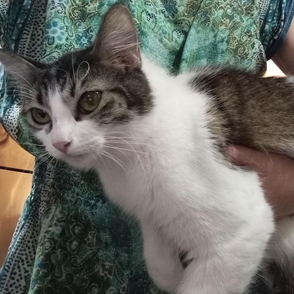 Gizmo