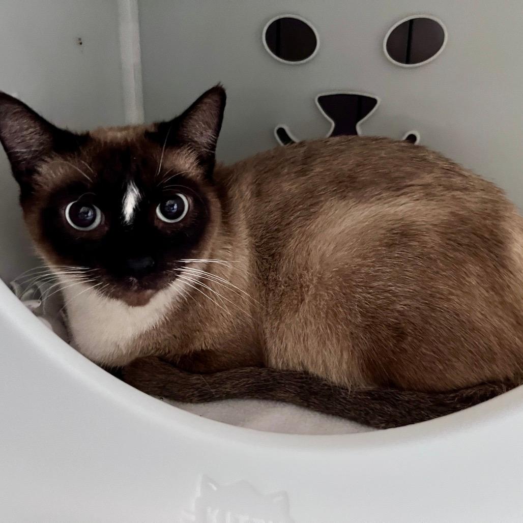 Sadie