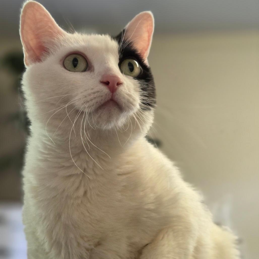 Penelope
