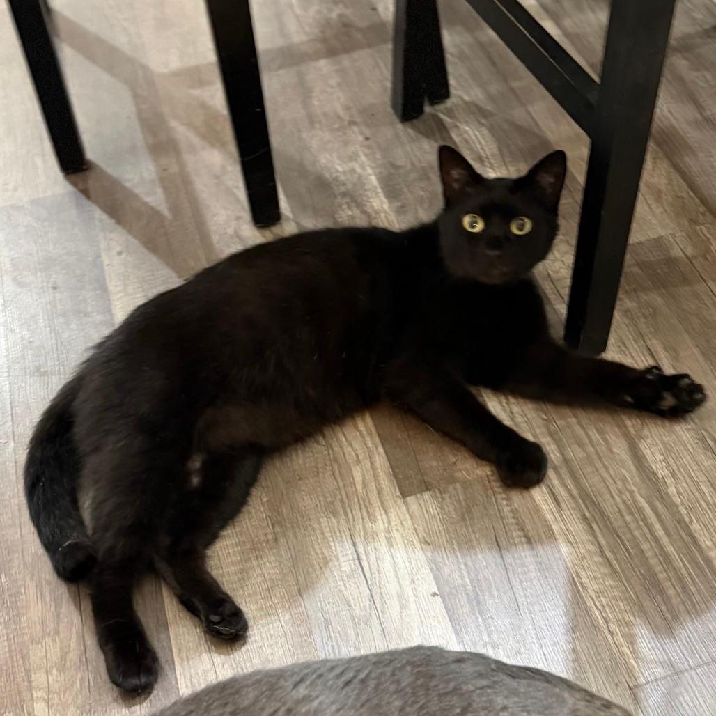 Coal