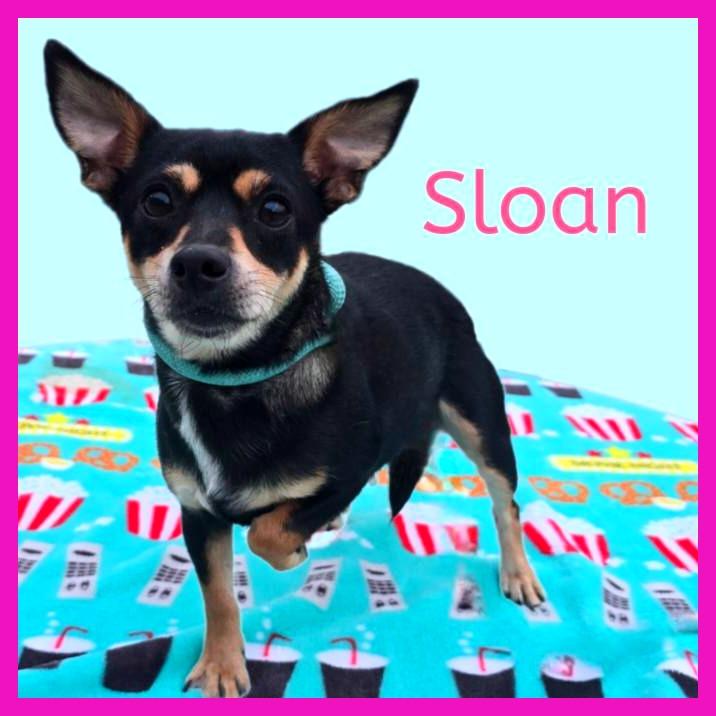 Sloan 