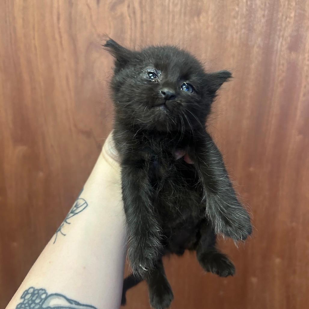 Berlioz