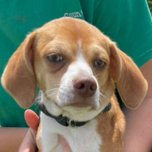 Precious (50)