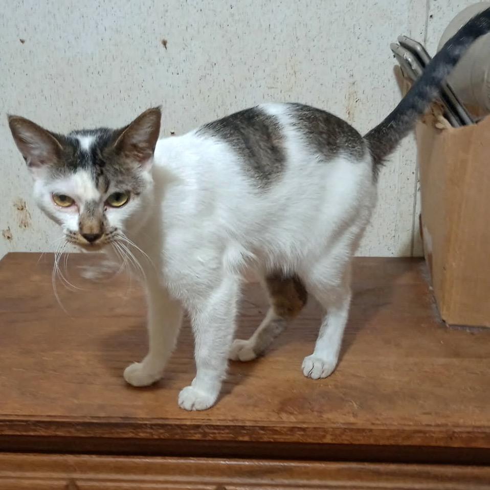 Shyla