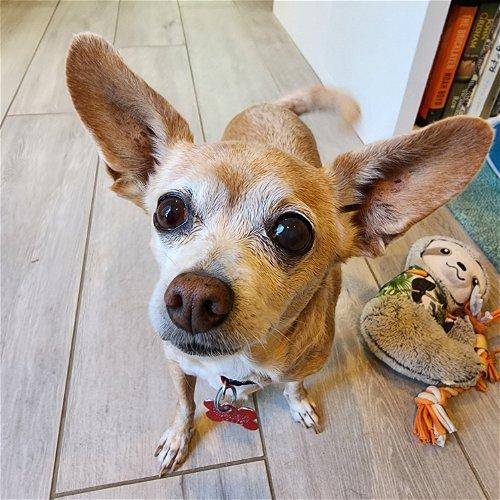 Adoptable Dogs & Puppies in Fredericksburg, VA