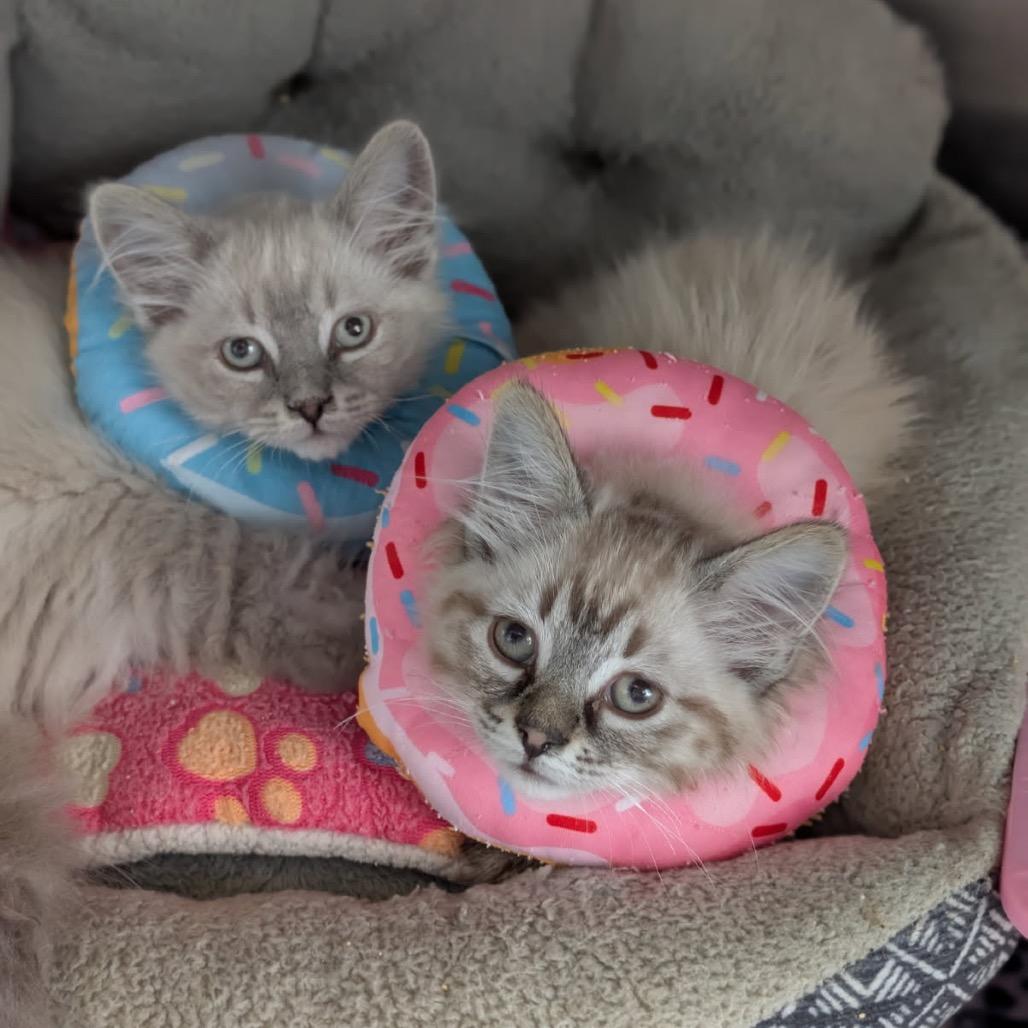 Leo bonded with Milo