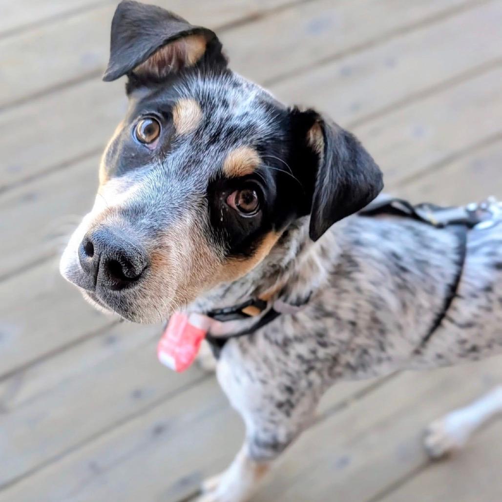 536 (2026) Skye