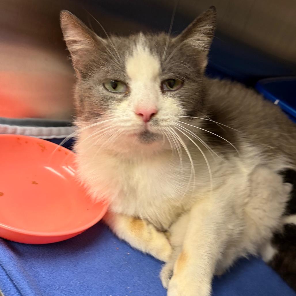 Stray 05/02/26 A64687
