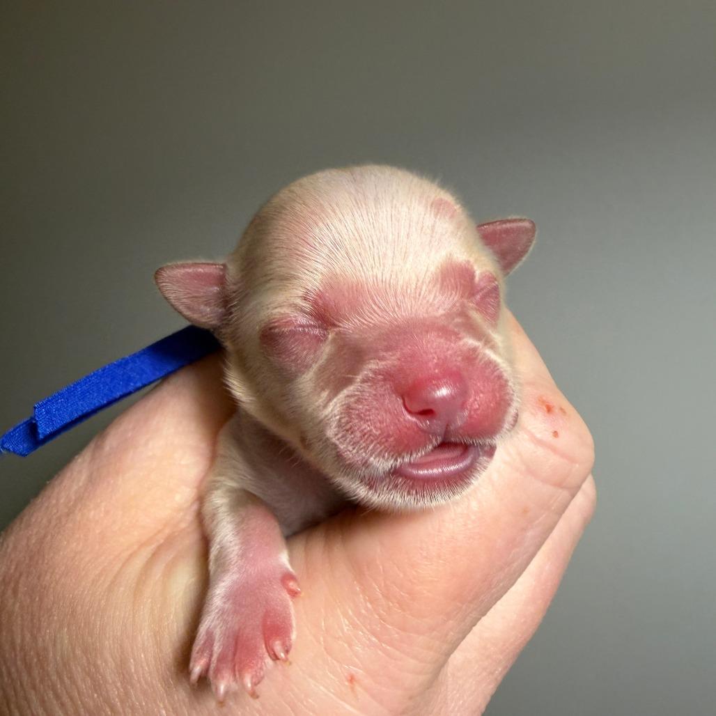 Sirius