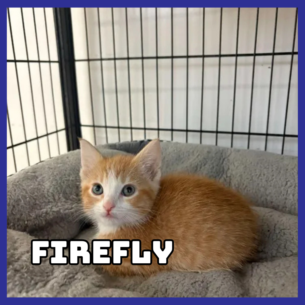 Firefly