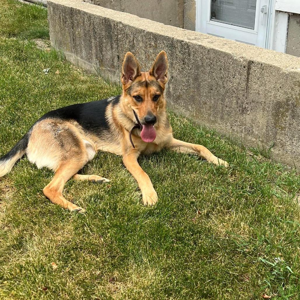 Nico (Bonded with Oki) - In Foster Care