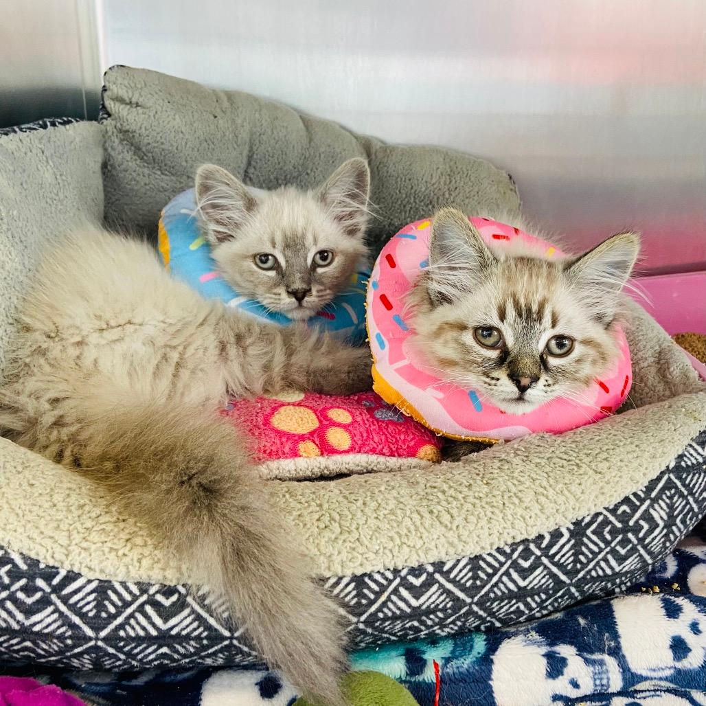 Milo bonded with Leo