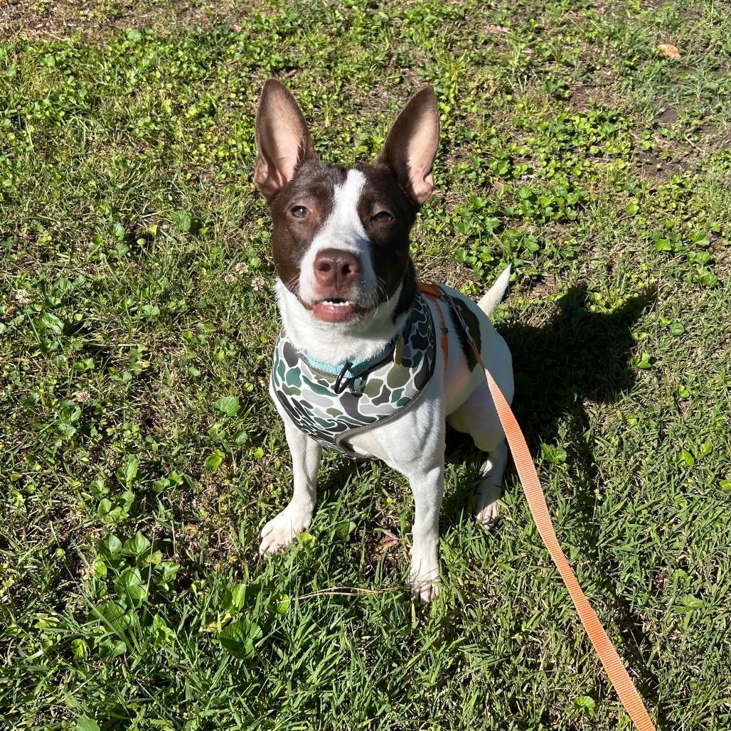 Mateo