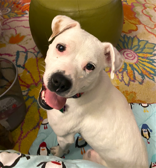 Minneapolis, MN Animal Shelters & Rescues