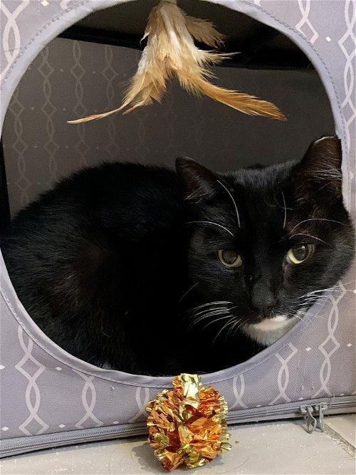 Adoptable Cats & Kittens in Dallas, TX