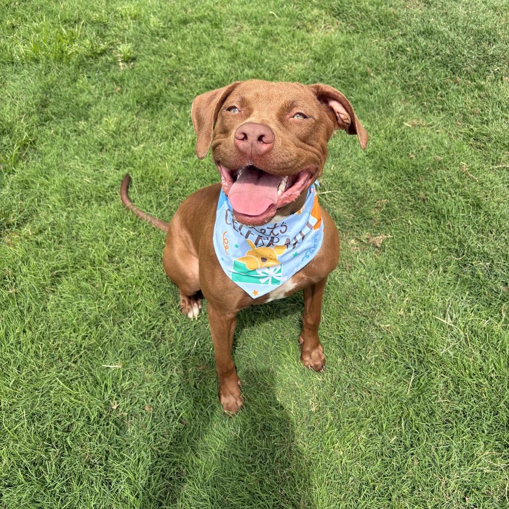 Daisy Belle