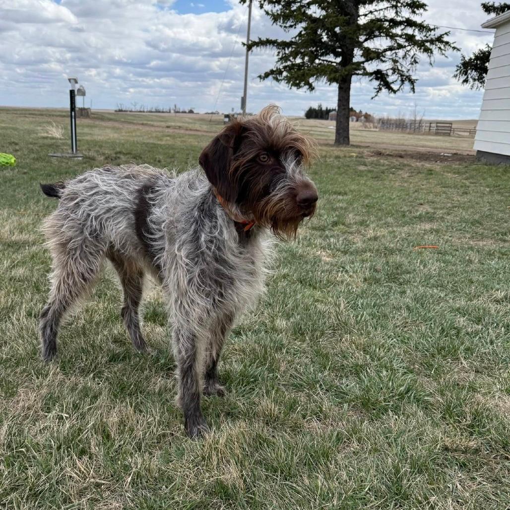 Yeti (Flaxville, Montana)