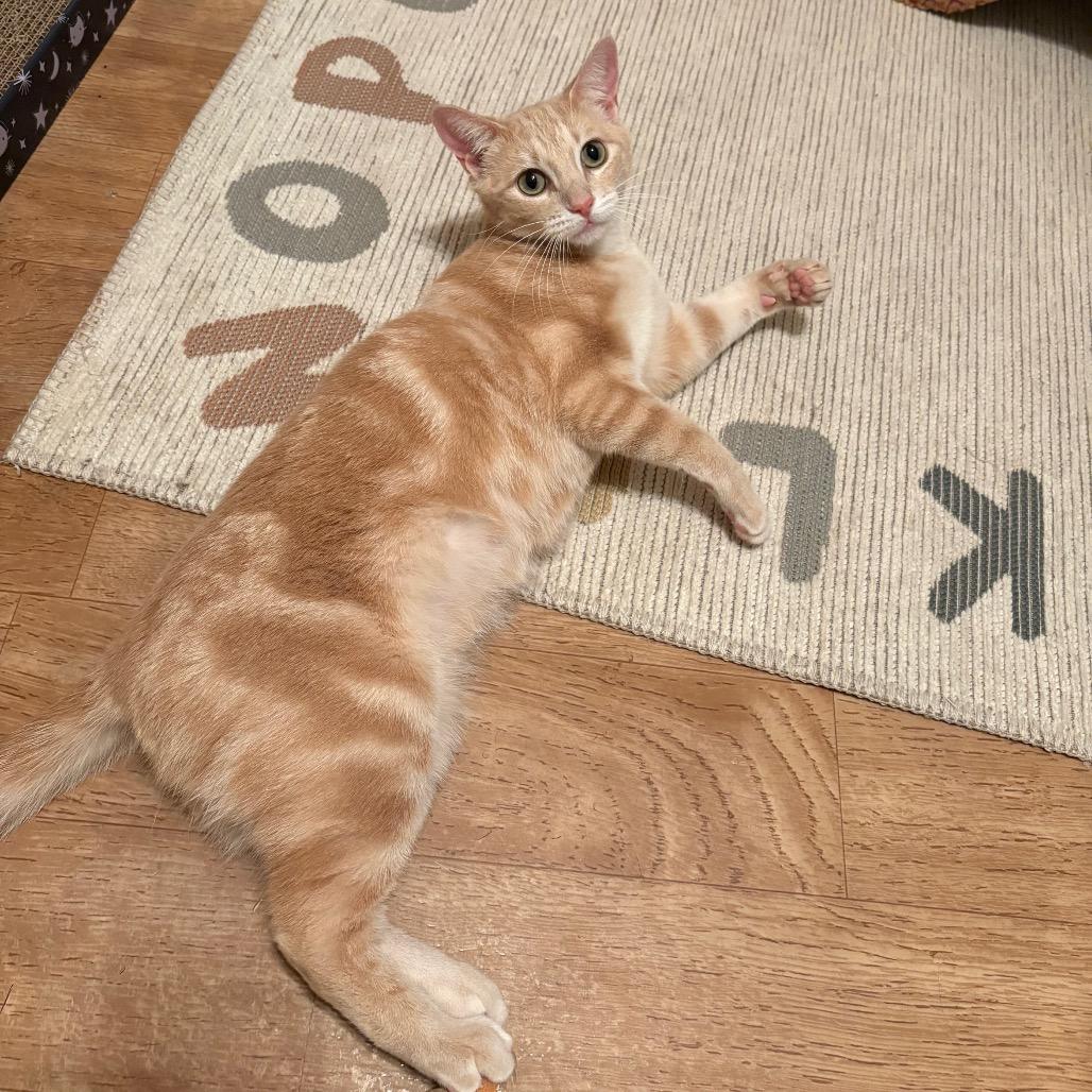 Willow FKA Lila parks (FELV+)