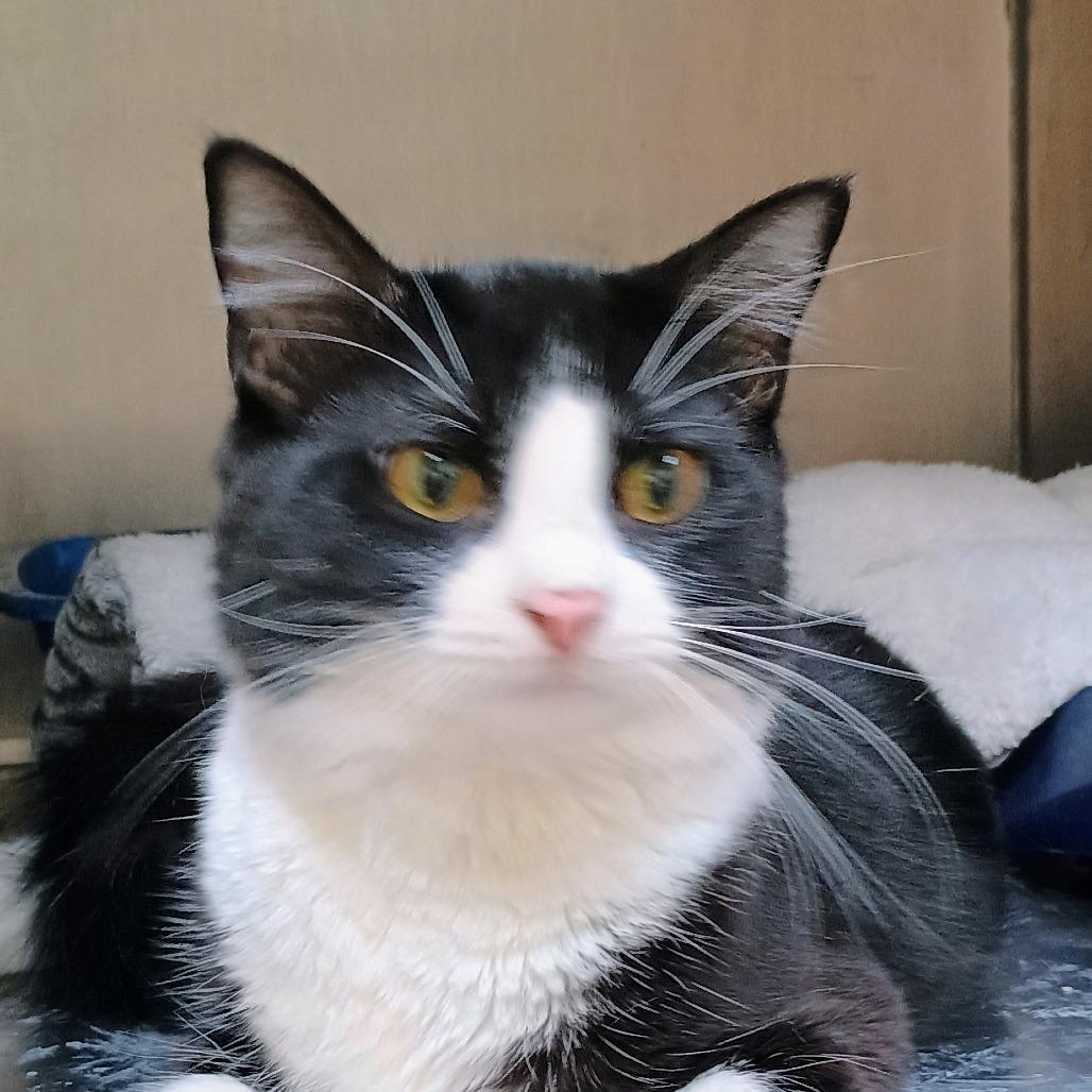Mr. Mistoffelees