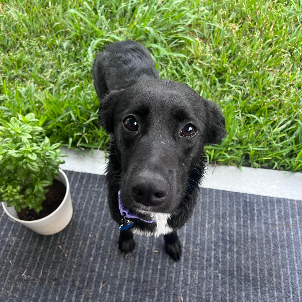 Nala