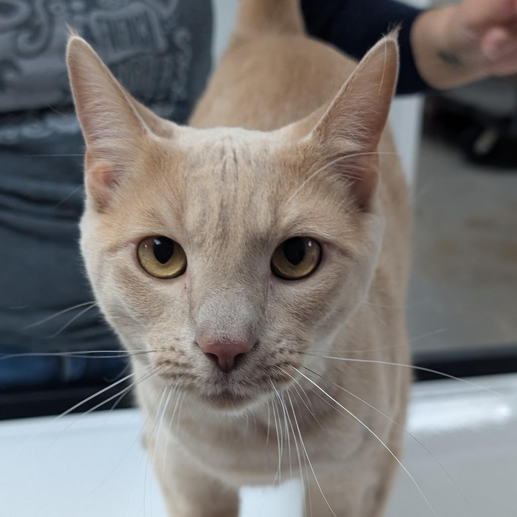 Otis