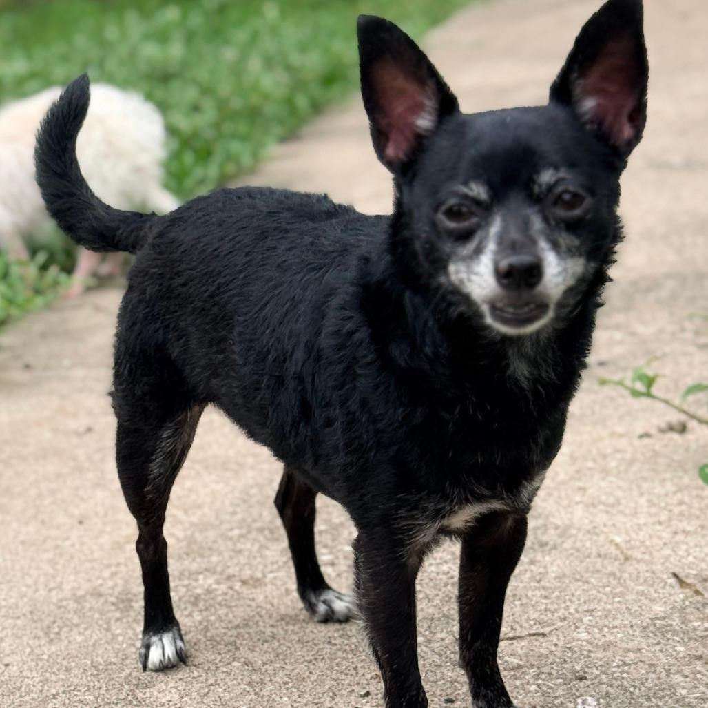 Chip (Boomer)