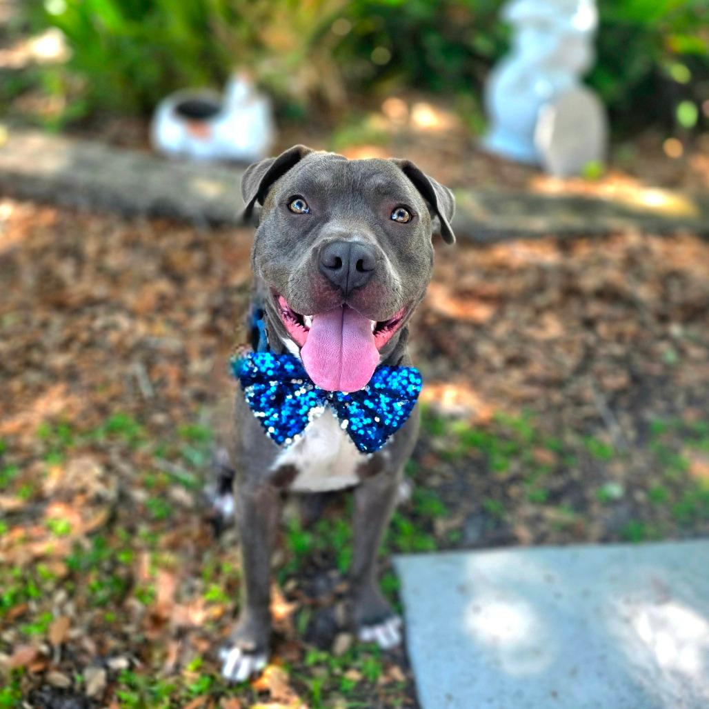 Chico