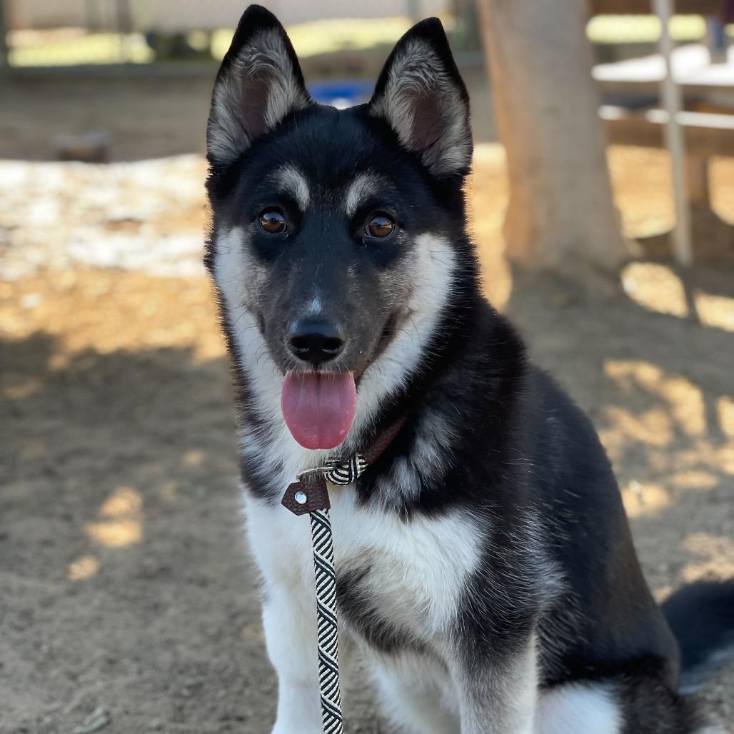 Delilah