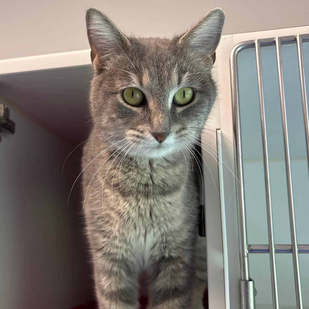 Jezebel (In Foster to Adopt)