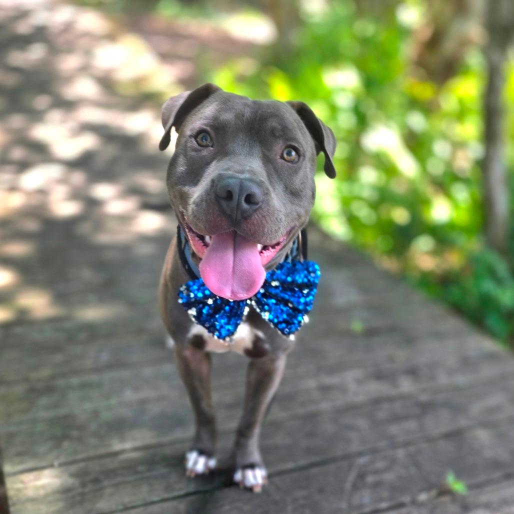 Chico