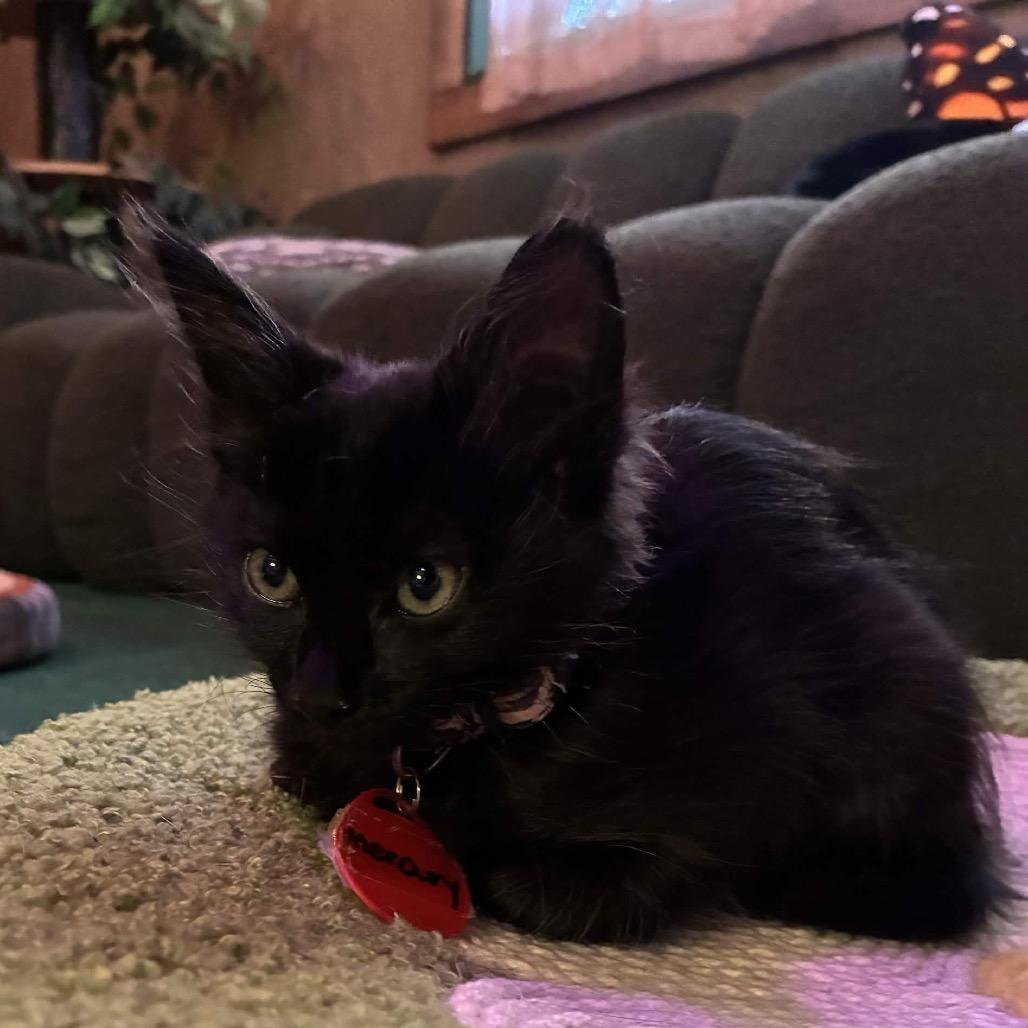 Mercury 