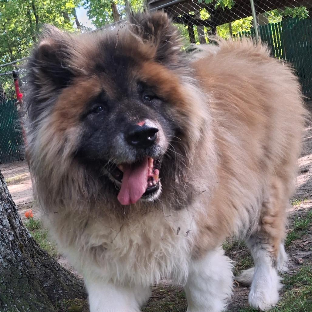 Mufasa