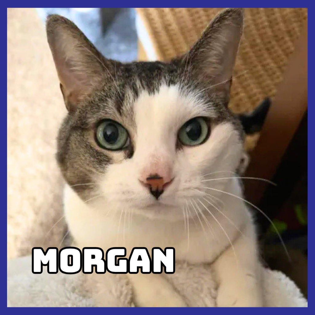 Morgan