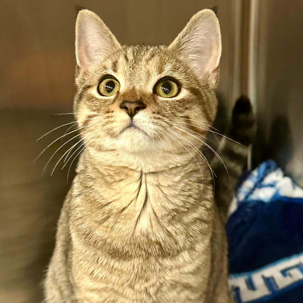 Dublin Adoption Pending