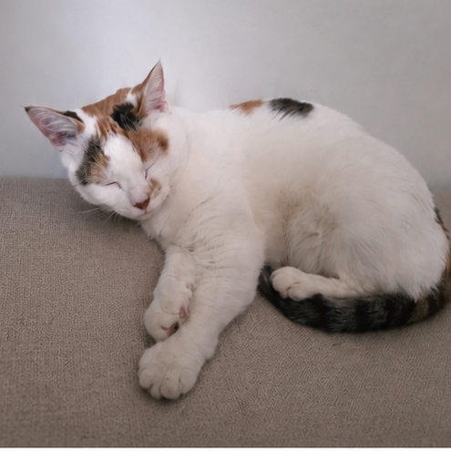 Kiki 