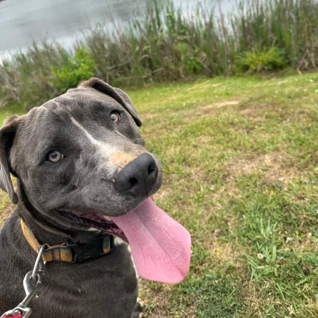 Wally (Adoption Fee SPONSORED!)
