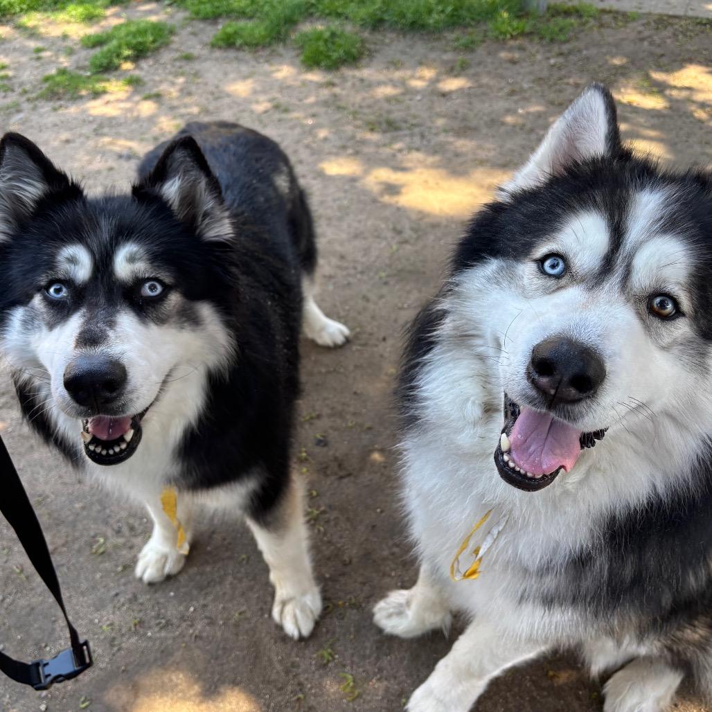 Shakira w/ Alexi *Fee Waived!* See our Video! - In foster