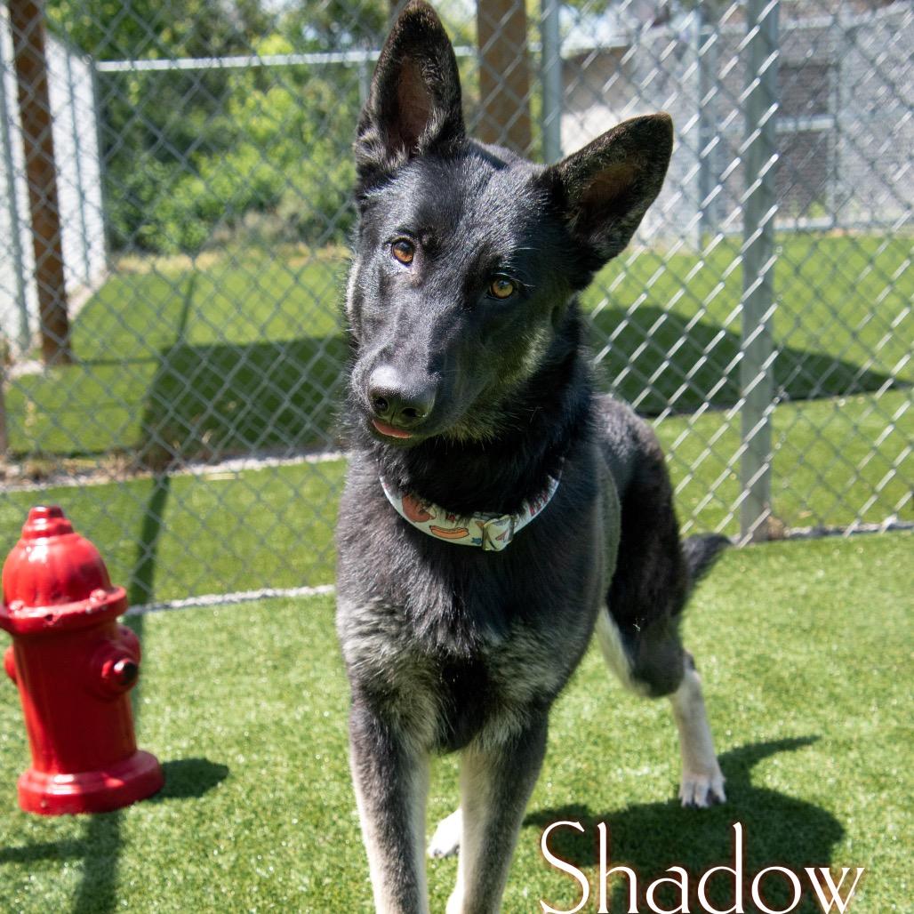 Shadow