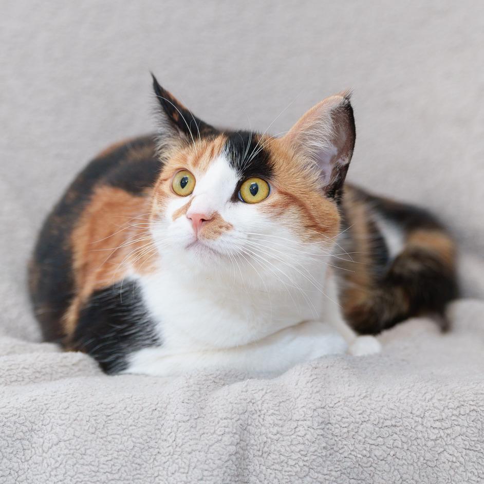 Misu