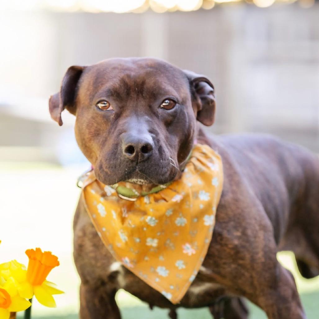 Daffodil