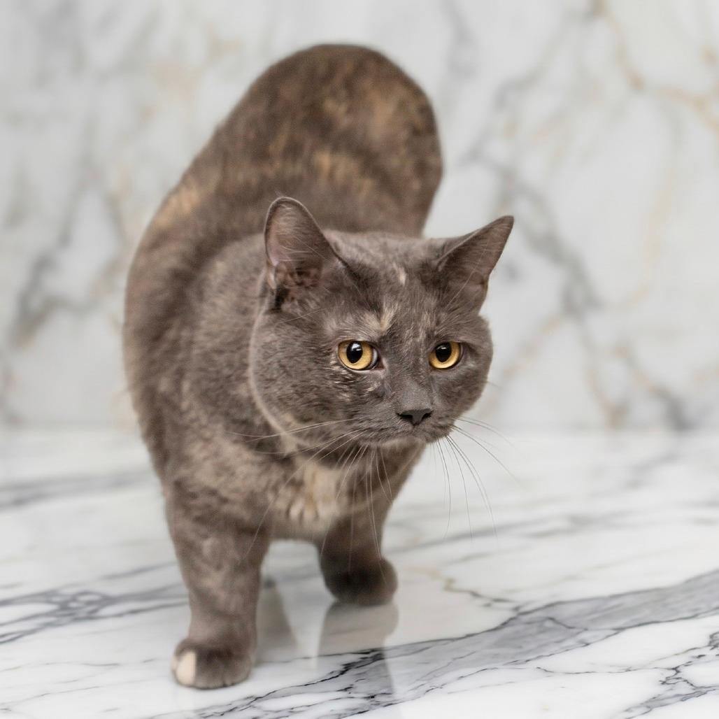 Marble (sponsored adoption fee)