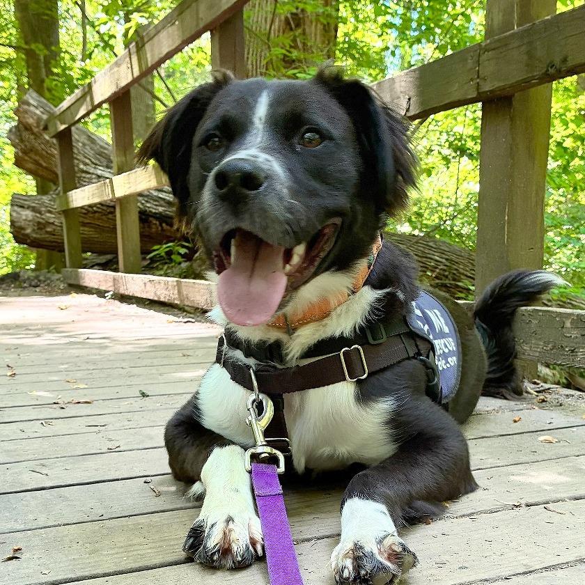 Loki