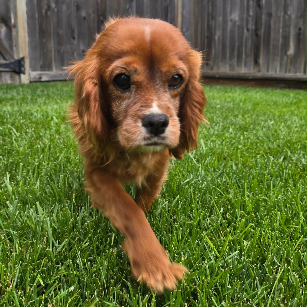 Junie