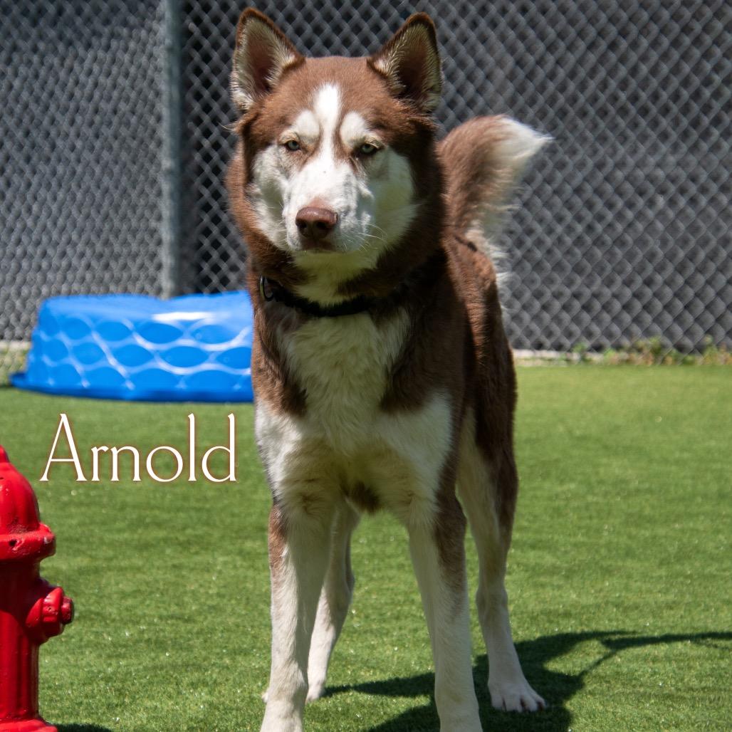 Arnold