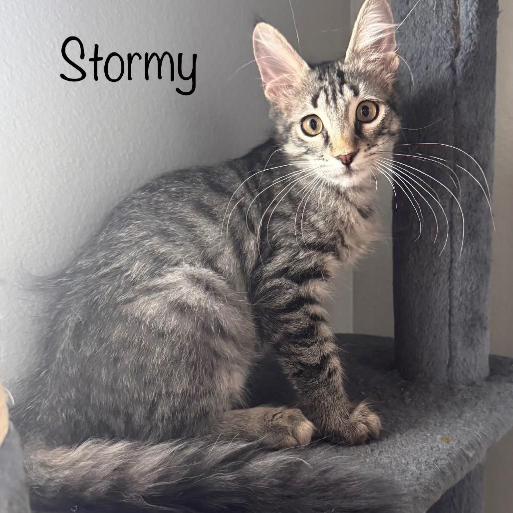 Stormy