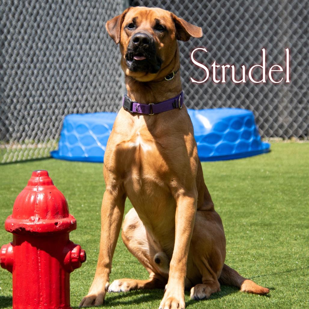 Strudel 
