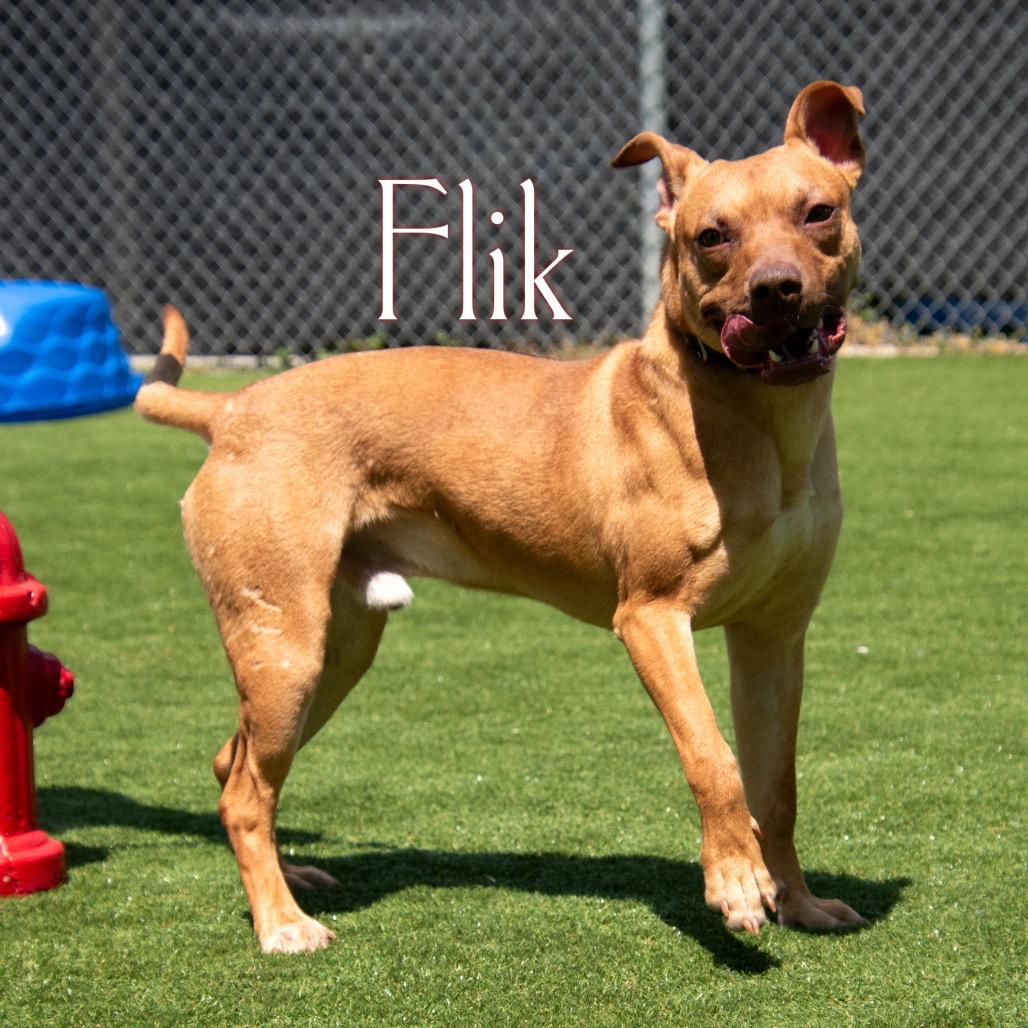 Flik