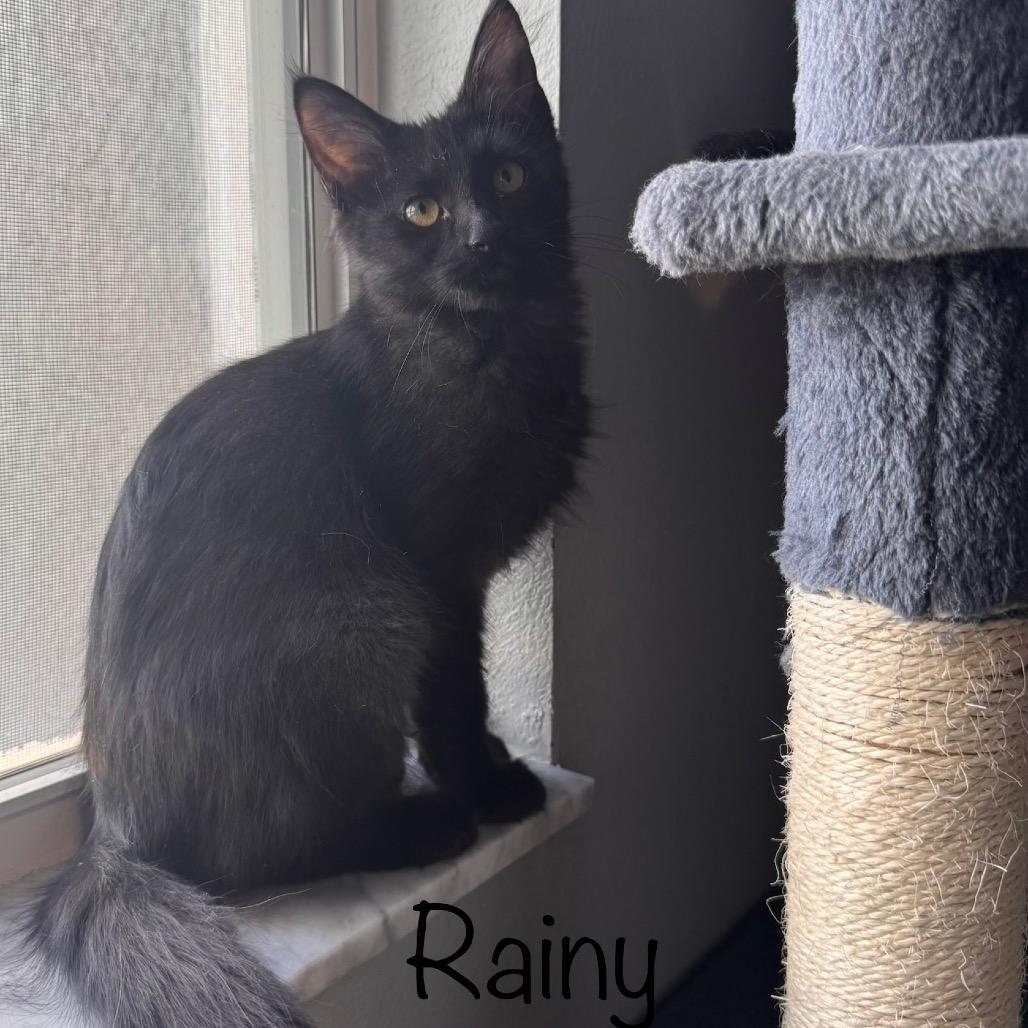 Rainy