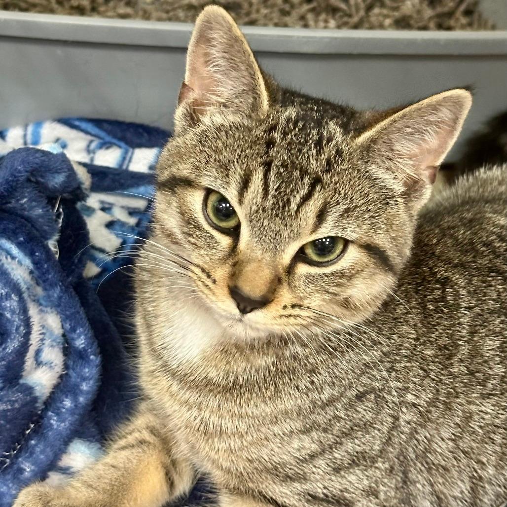 Murphy Adoption Pending