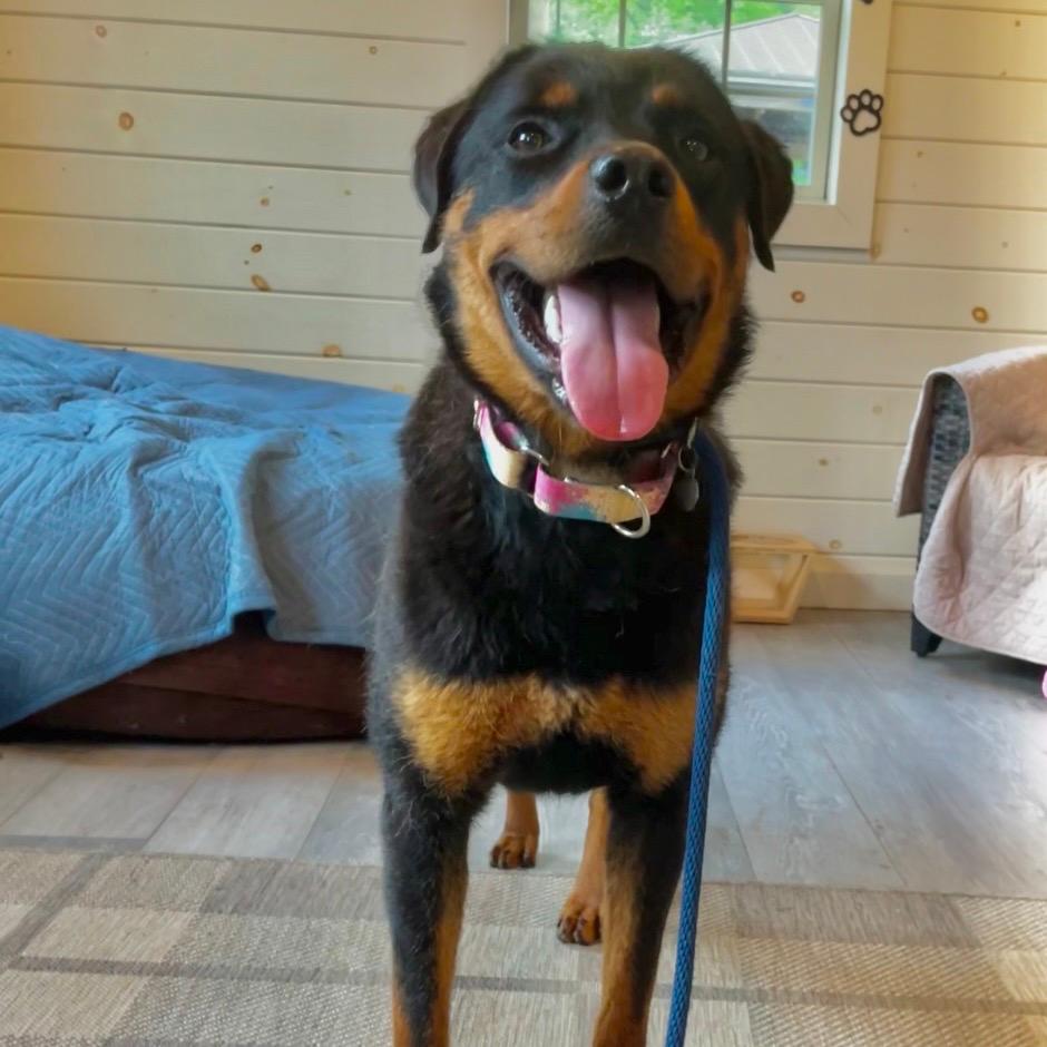 Daisy - IN FOSTER